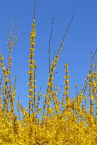 forsythia